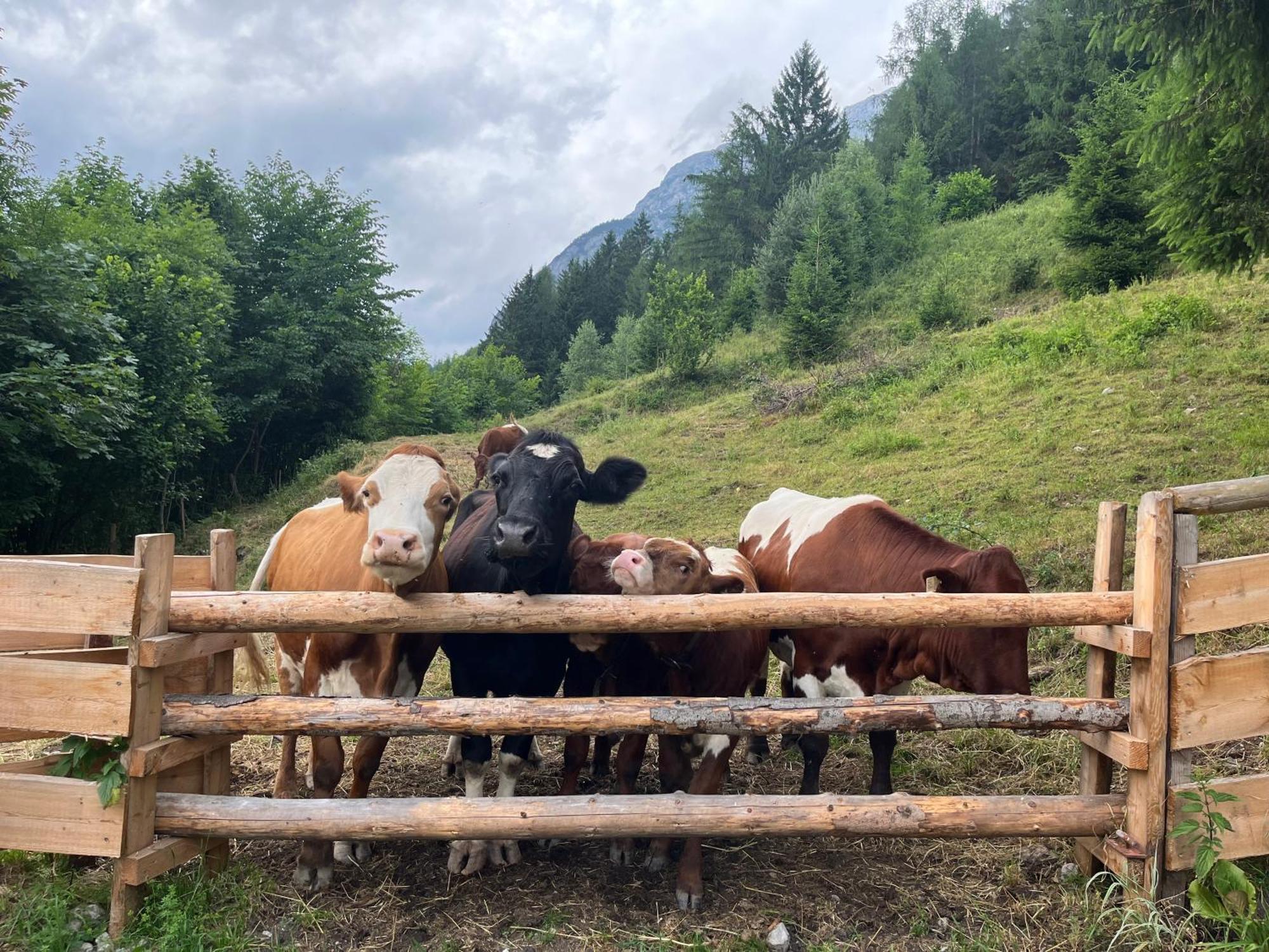 Haus Biechl Mit Blick Auf Burg Hohenwerfen Pfarrwerfen